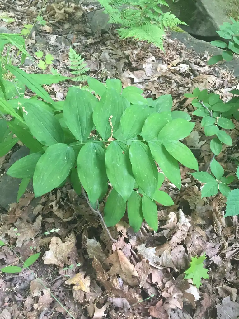 Photo of Polygonatum pubescens - Form:sweetdrake