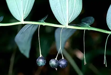 Photo of Polygonatum (Polygonatums)