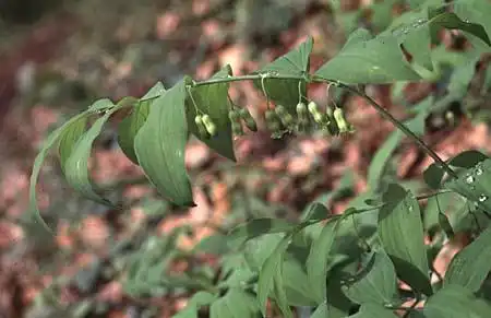 Photo of Polygonatum (Polygonatums)
