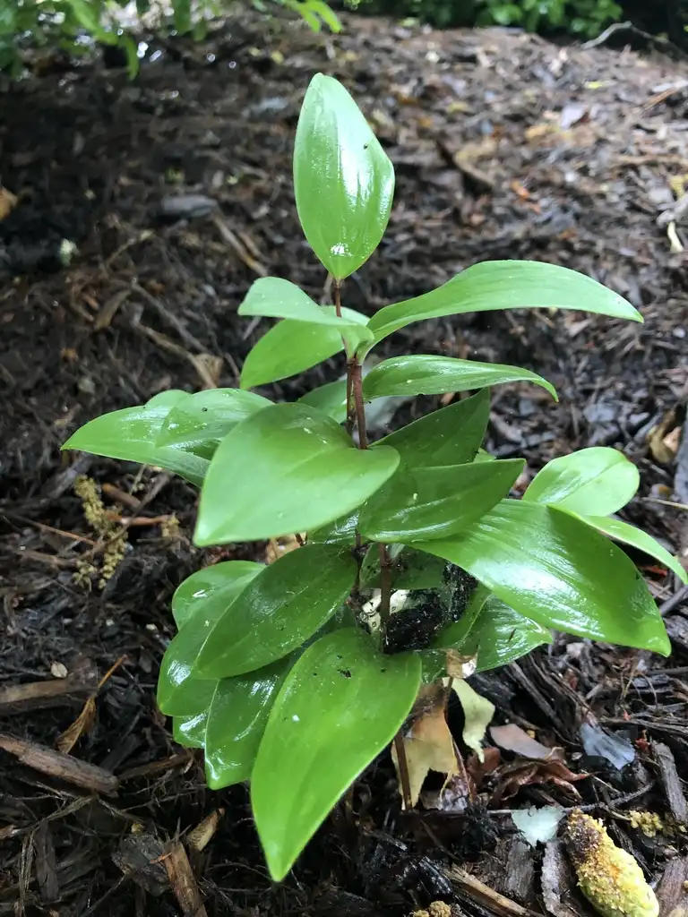 Photo of Polygonatum - P. odoratum 'Goldilocks', late spring, Wake County, NC:Cathy Dewitt