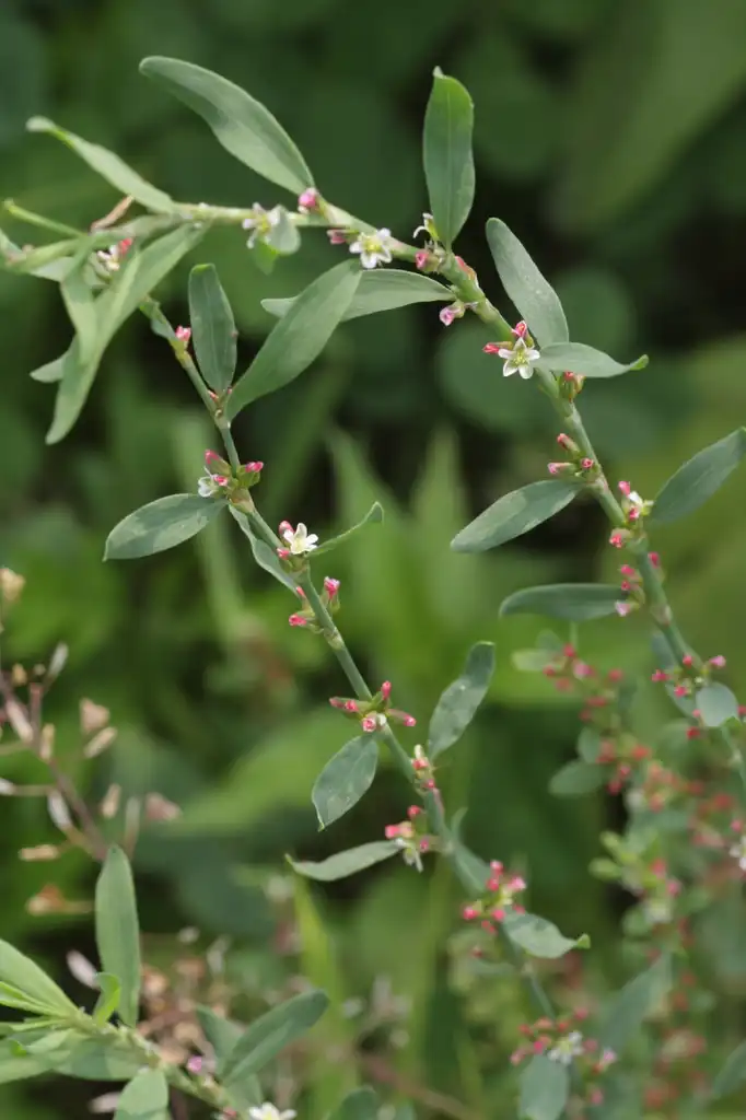 Фото Polygonum (Polygonums)