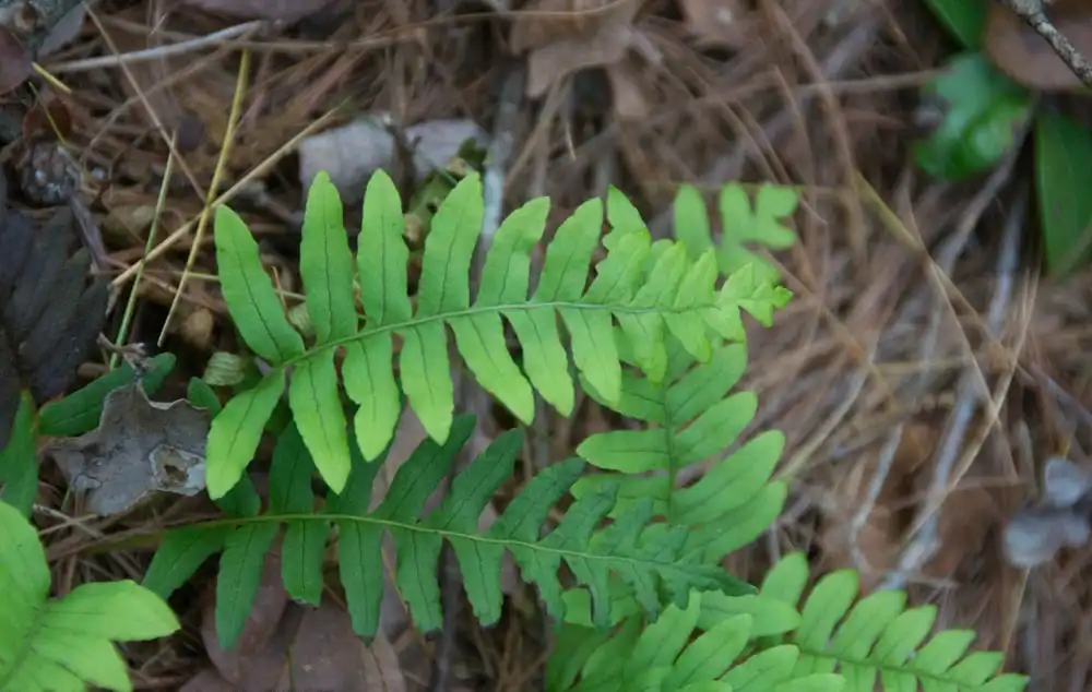 Foto de Polypodium appalachianum (Polypodium appalachianums)