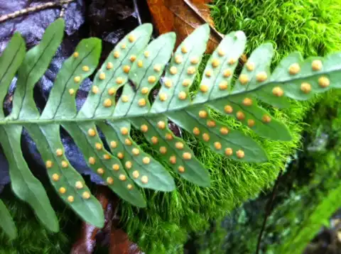Foto de Polypodium appalachianum (Polypodium appalachianums)