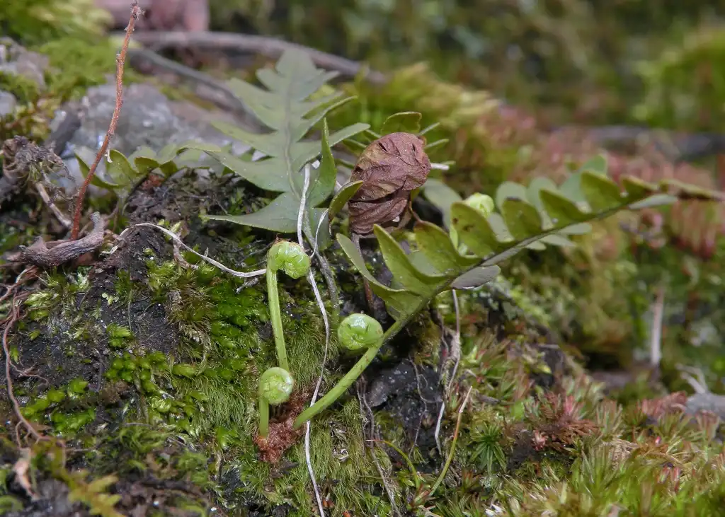 Photo of Polypodium virginianum (Polypodium virginianums)