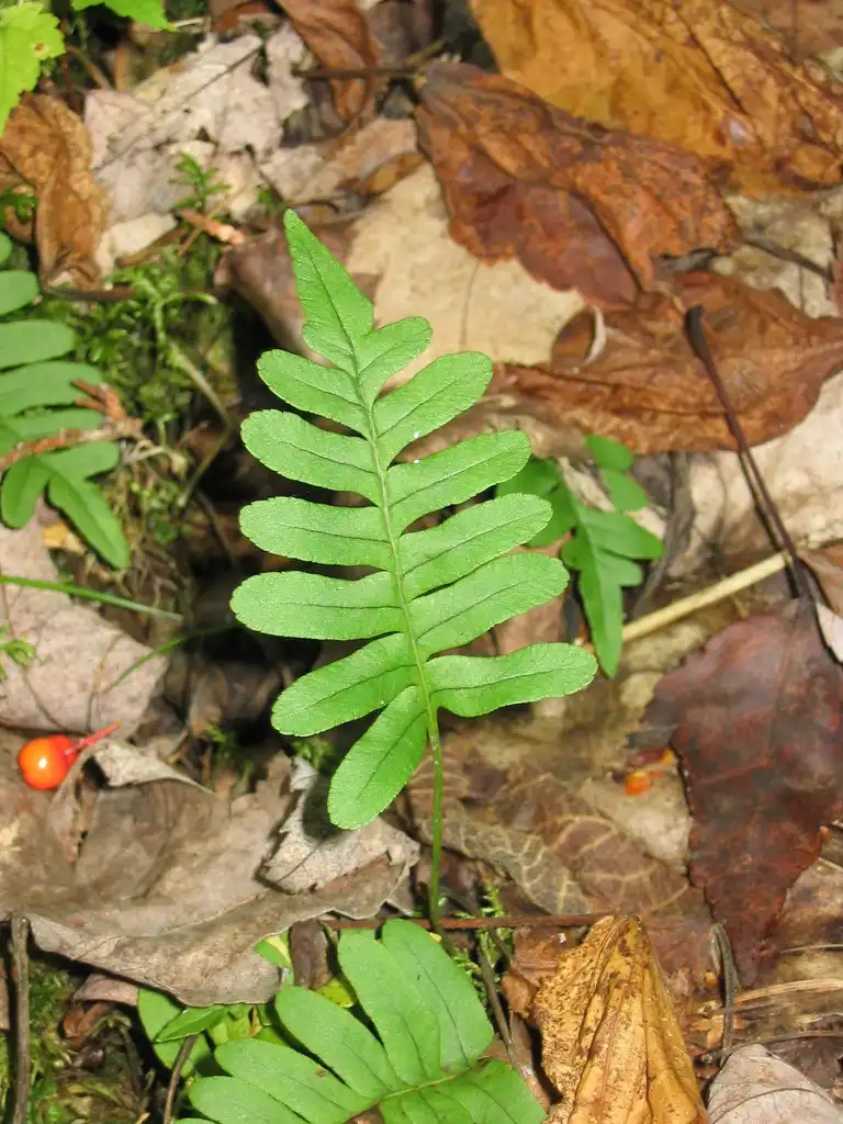 Photo of Polypodium virginianum (Polypodium virginianums)