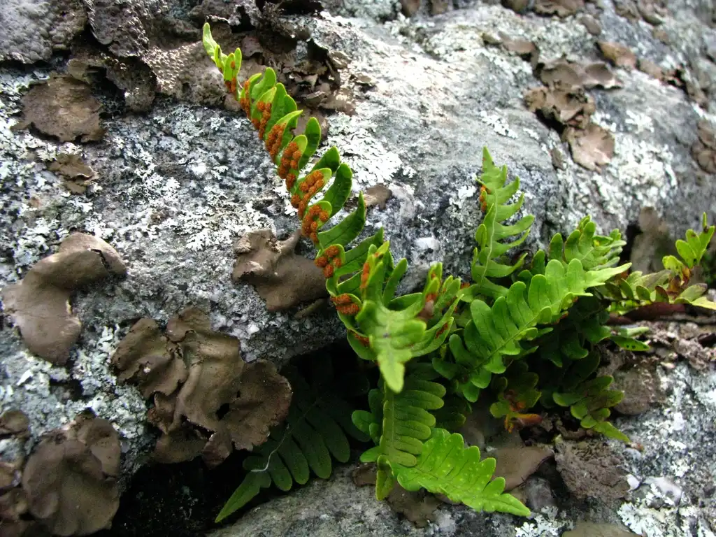 Photo of Polypodium virginianum - Fronds:David Eickhoff