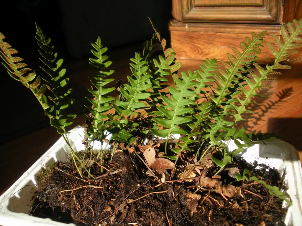 Photo of Polypodium virginianum - Form:Samuel Thomas
