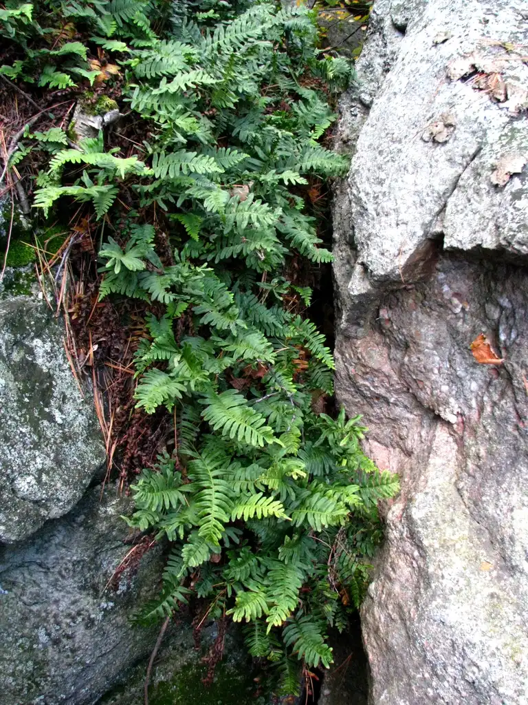 Photo of Polypodium virginianum - Form:David Eickhoff