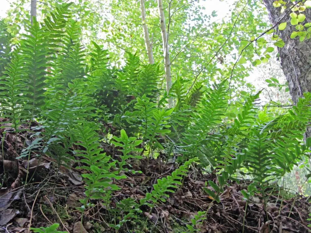 Foto de Polypodium vulgare (Polypodium vulgares)