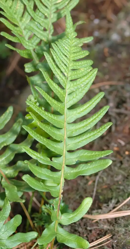 Foto de Polypodium vulgare (Polypodium vulgares)