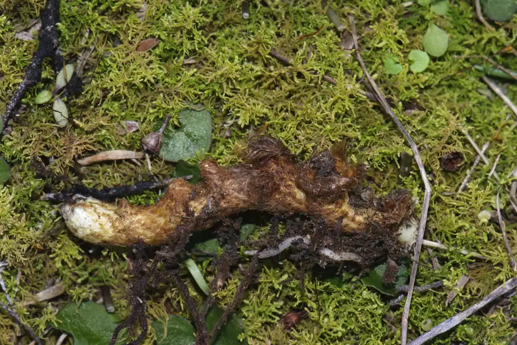 Foto de Polypodium vulgare - Rhizome:Pat Enright
