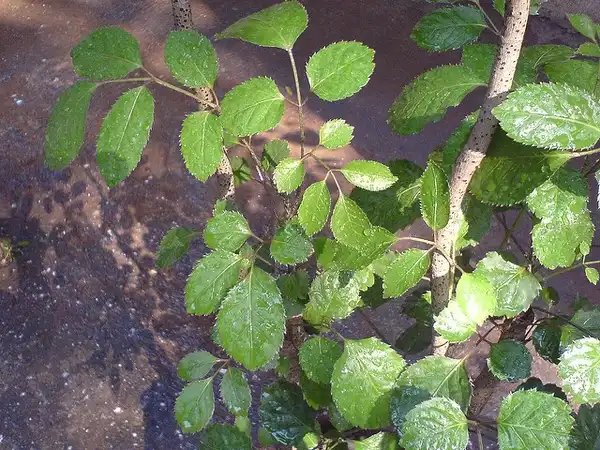 Foto de Polyscias balfouriana (Polyscias balfourianas)