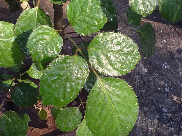 Foto de Polyscias balfouriana (Polyscias balfourianas)