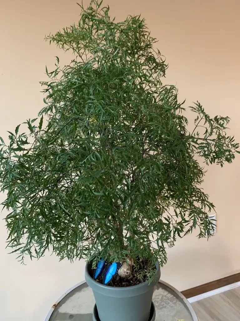 Photo of Polyscias fruticosa (Polyscias fruticosas)
