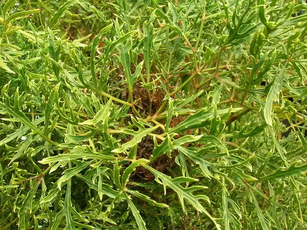 Photo of Polyscias fruticosa (Polyscias fruticosas)