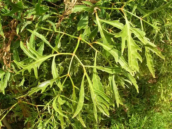 Photo of Polyscias fruticosa - Leaves:Forest and Kim Starr