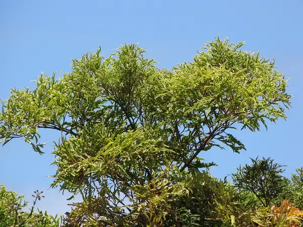 Photo of Polyscias fruticosa - Native habitat:Forest and Kim Starr