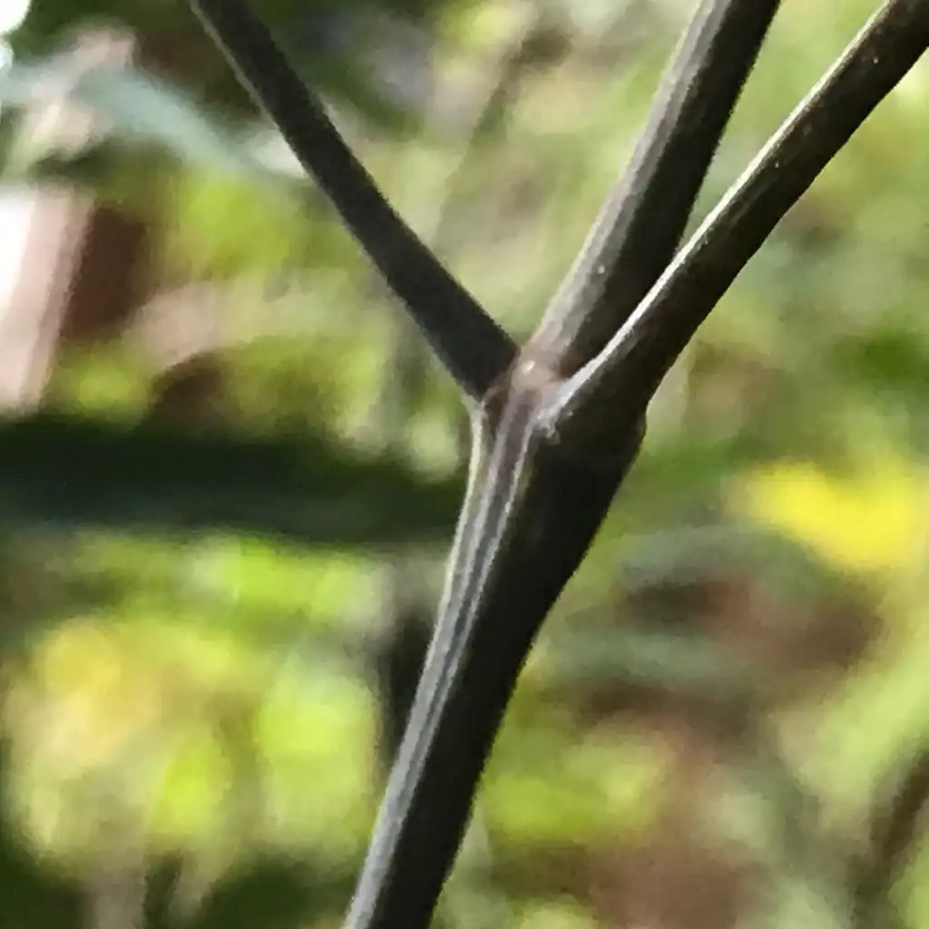 Photo of Polyscias fruticosa - Stem and leaf attachment of a potted plant:K. Andre