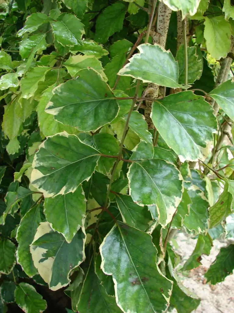 Фото Polyscias guilfoylei (Polyscias guilfoyleis)