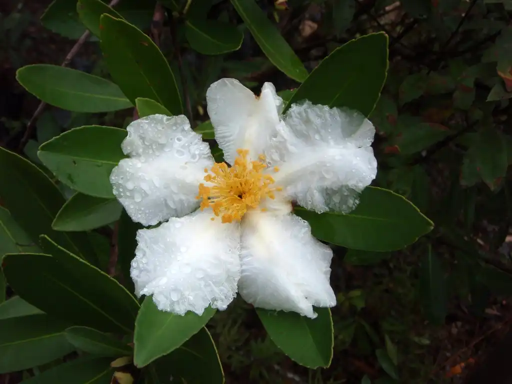 Фото Polyspora axillaris (Polyspora axillariss)