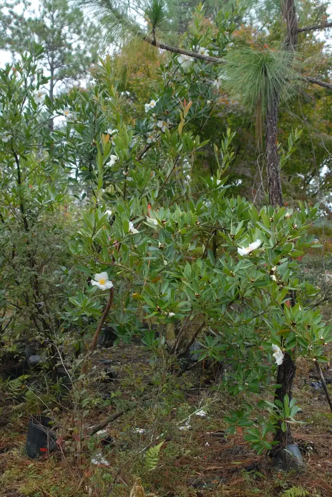 Фото Polyspora axillaris (Polyspora axillariss)