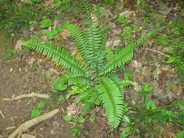 Foto de Polystichum acrostichoides (Polystichum acrostichoidess)