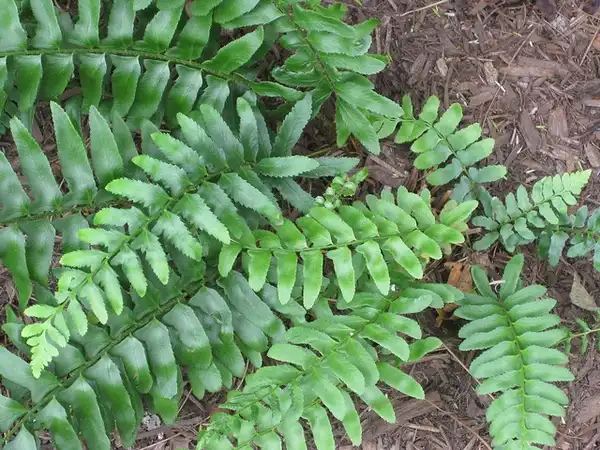 Foto de Polystichum acrostichoides (Polystichum acrostichoidess)