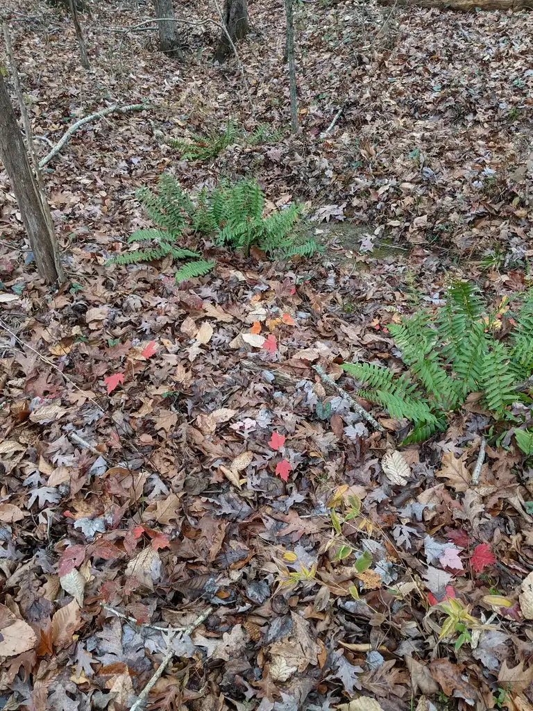 Foto de Polystichum acrostichoides - Full Form (Cabarrus County,NC)-Late Fall:Hope Duckworth