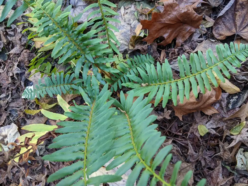 Foto de Polystichum acrostichoides - Leaves (Cabarrus County, NC)-Late Fall:Hope Duckworth
