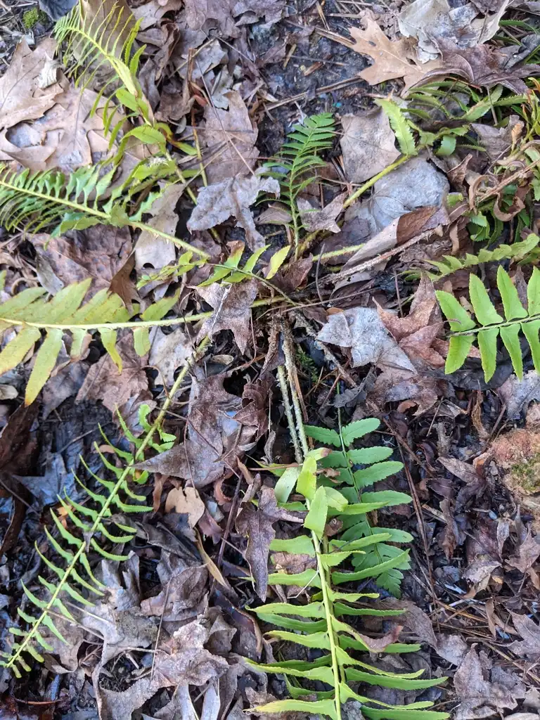 Foto de Polystichum acrostichoides - Form (Cabarrus County,NC)-Late Winter:Hope Duckworth