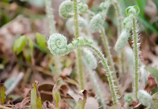 Foto de Polystichum acrostichoides - Fiddleheads:Photo by Suzanne Cadwell