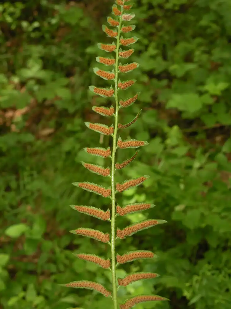Foto de Polystichum acrostichoides - Sori:Doug McGrady