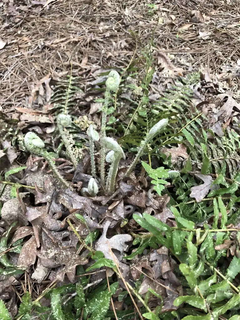 Foto de Polystichum acrostichoides - Young Form (Warren County,NC):Cathy Dewitt