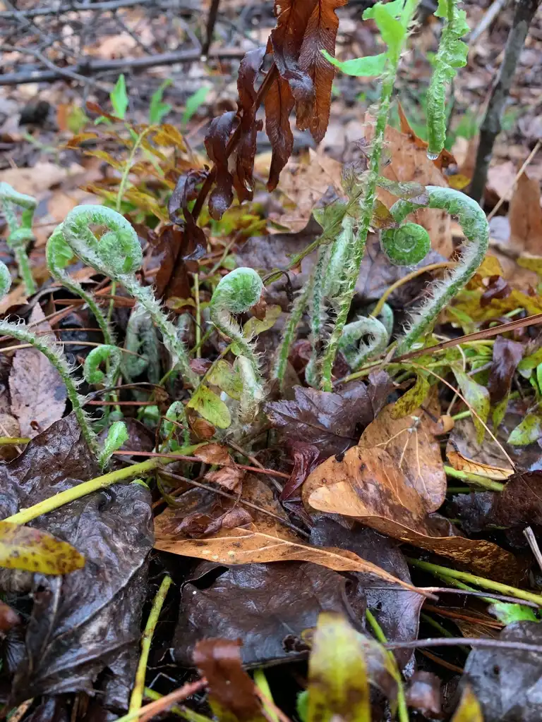 Foto de Polystichum acrostichoides - Form Close-up (Union County,NC)-Early Spring:Kristyna Culp