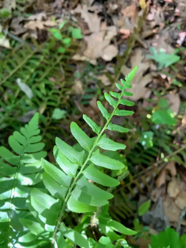 Foto de Polystichum acrostichoides - Leaves Close-Up (Union County,NC)-Spring:Kristyna Culp