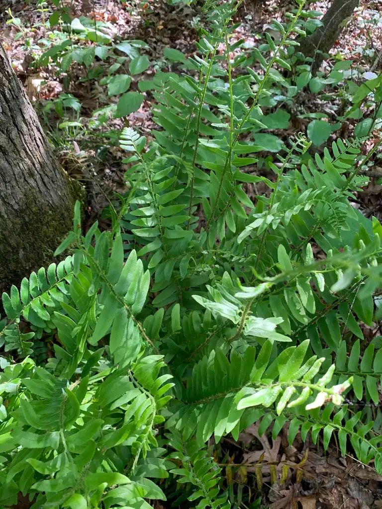 Foto de Polystichum acrostichoides - Form (Union County,NC)-Spring:Kristyna Culp