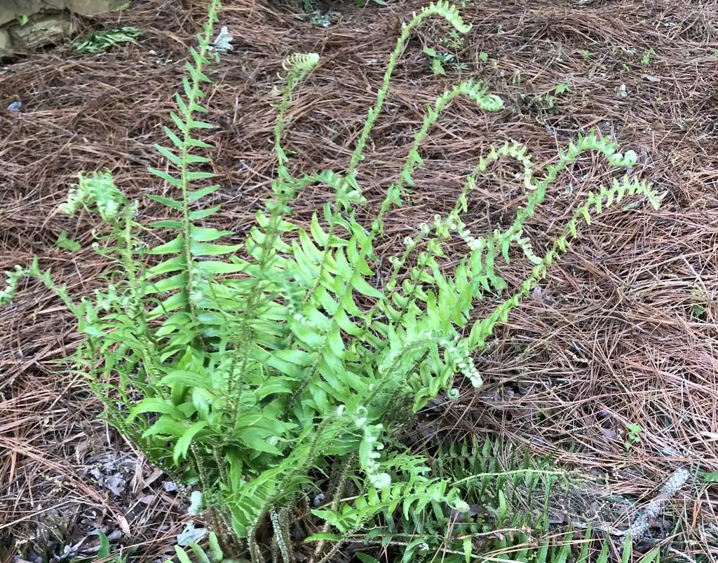 Foto de Polystichum acrostichoides - Full Form (Warren County,NC)-May:Cathy Dewitt