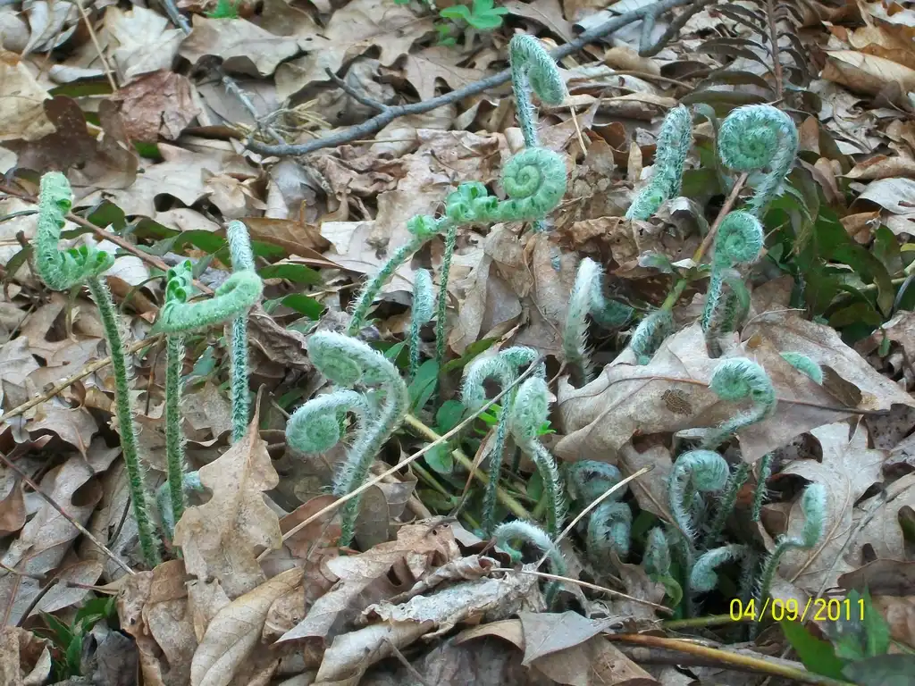 Foto de Polystichum acrostichoides - unfurling fronds, spring, Iredell County, NC:Eva Munday