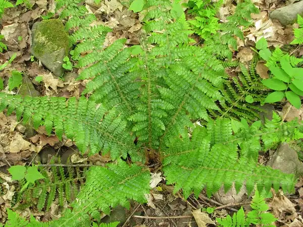 Photo of Polystichum braunii (Polystichum brauniis)