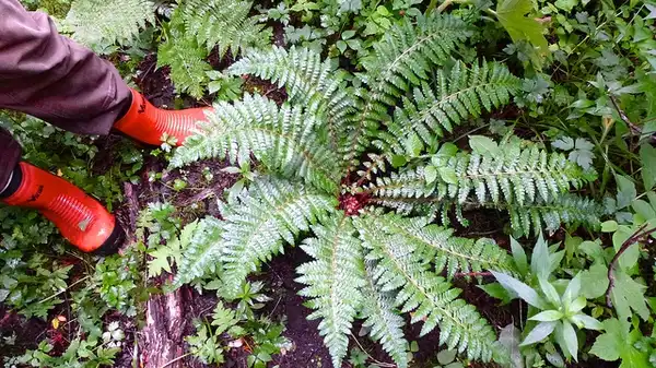 Photo of Polystichum braunii (Polystichum brauniis)