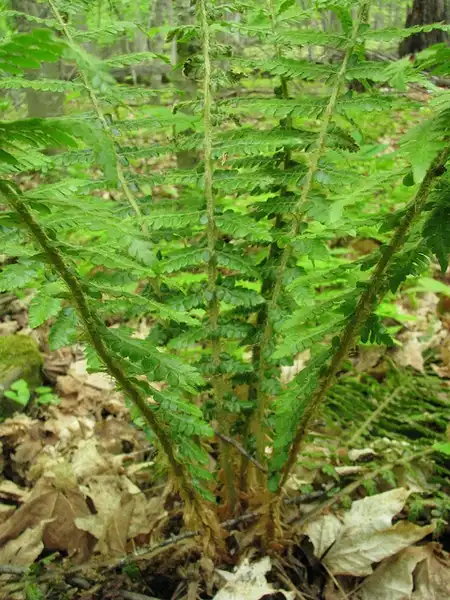 Photo of Polystichum braunii - Close up of Fronds:Kerry Woods