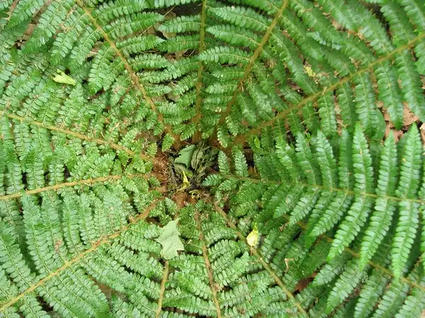 Photo of Polystichum braunii - Close up of Fronds:Kerry Woods