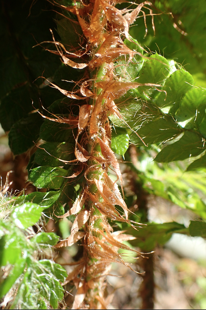 Photo of Polystichum braunii - Close up of Fronds:Krzysztof Ziarnek