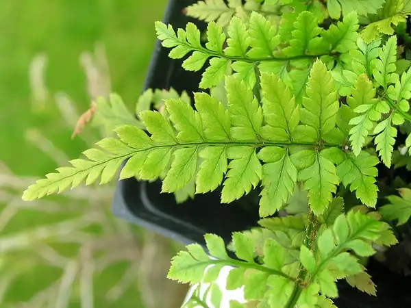 Фото Polystichum luctuosum (Polystichum luctuosums)