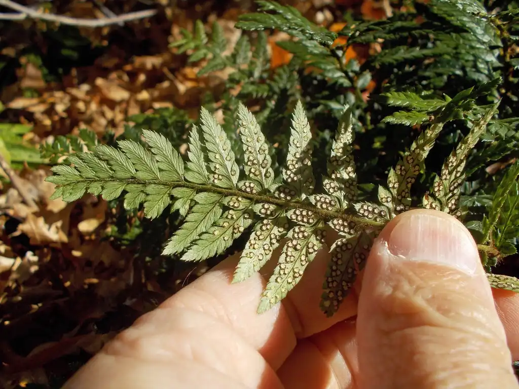 Фото Polystichum luctuosum (Polystichum luctuosums)
