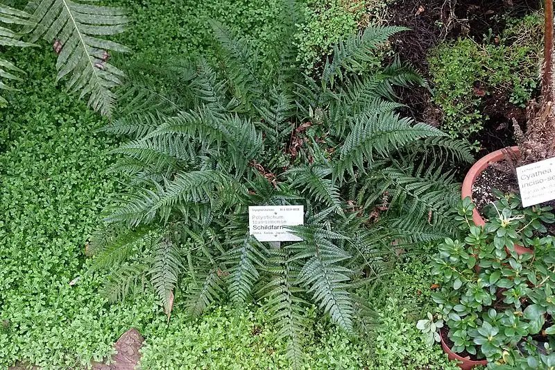 Фото Polystichum luctuosum - Form:Daderot