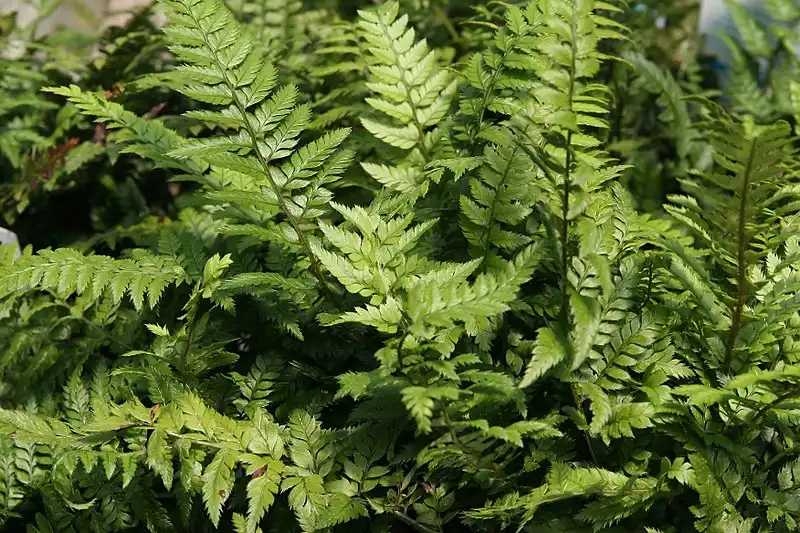 Фото Polystichum luctuosum - Fronds:David J. Stang