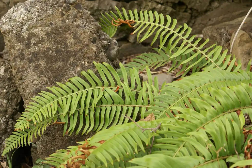 Foto de Polystichum munitum (Polystichum munitums)