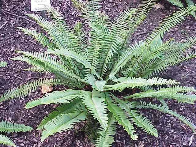 Foto de Polystichum munitum (Polystichum munitums)
