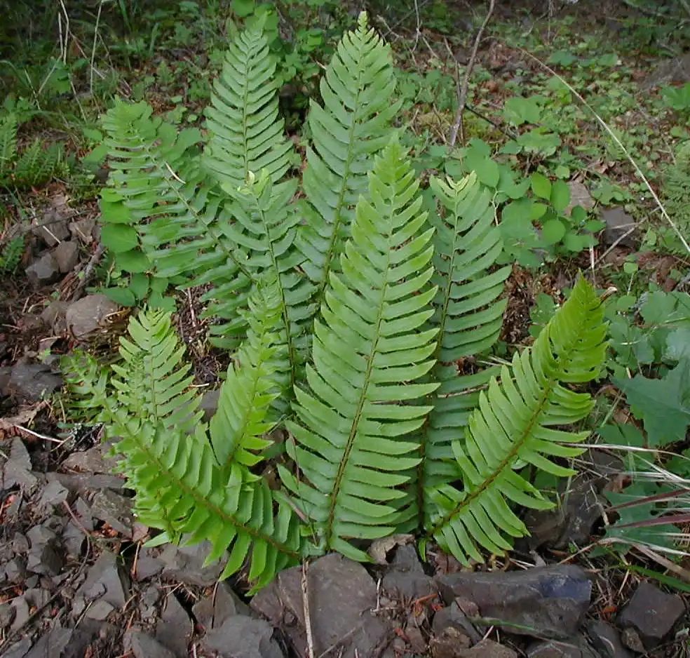 Foto de Polystichum munitum - Form:Jami Dwyer